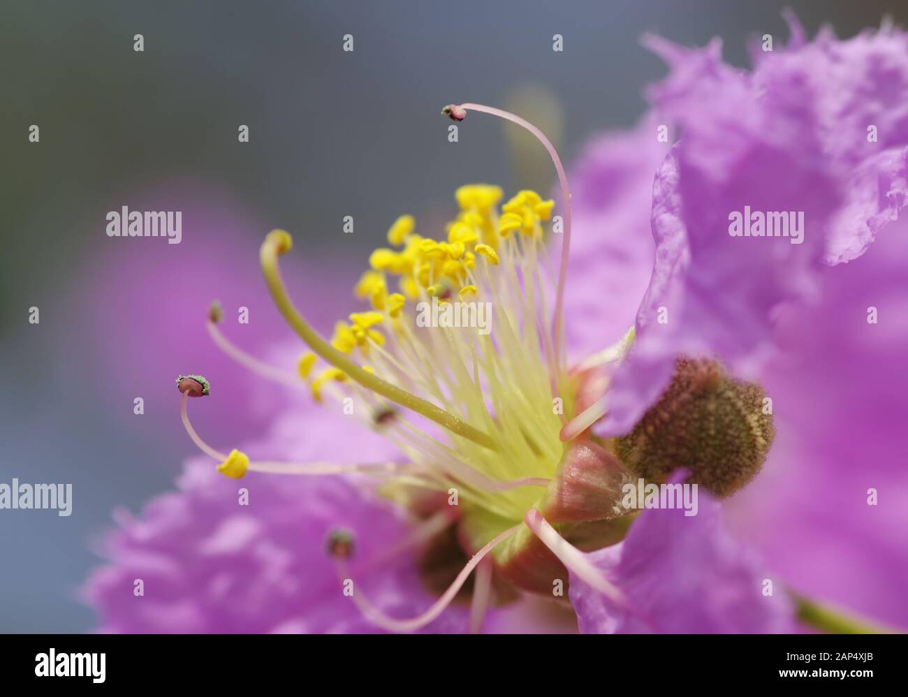 Close-up view of yellow pollen and violet flower Stock Photo