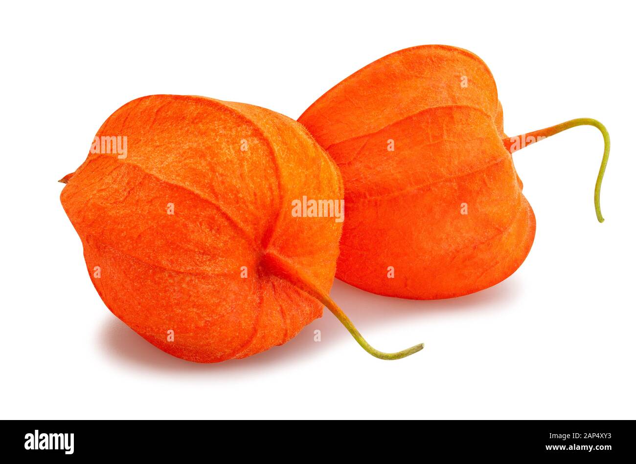 physalis path isolated on white Stock Photo