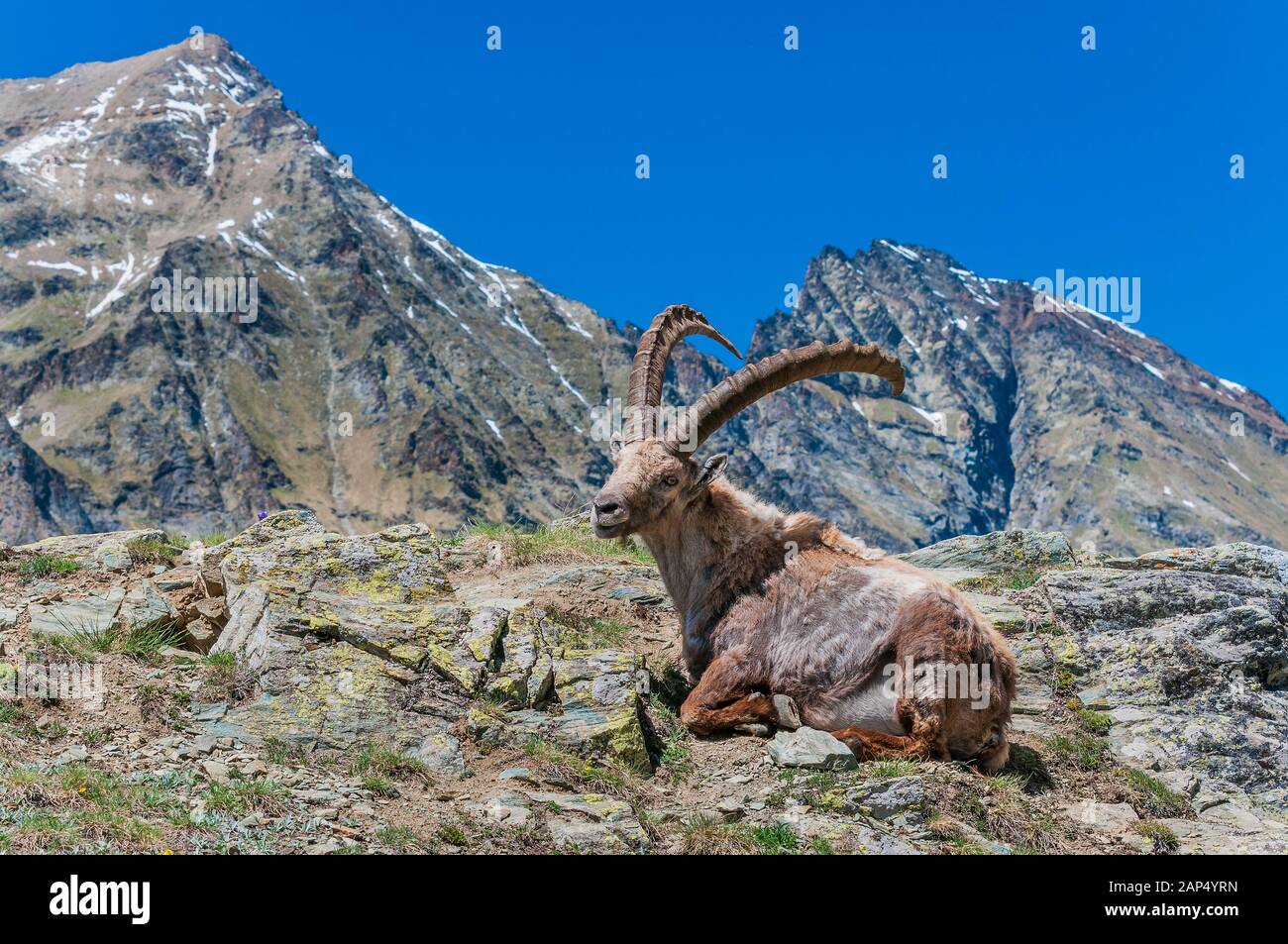 Alpine Ibex or Capra Ibex, Gran Paradiso National Park, Aosta Valley, Italy Stock Photo