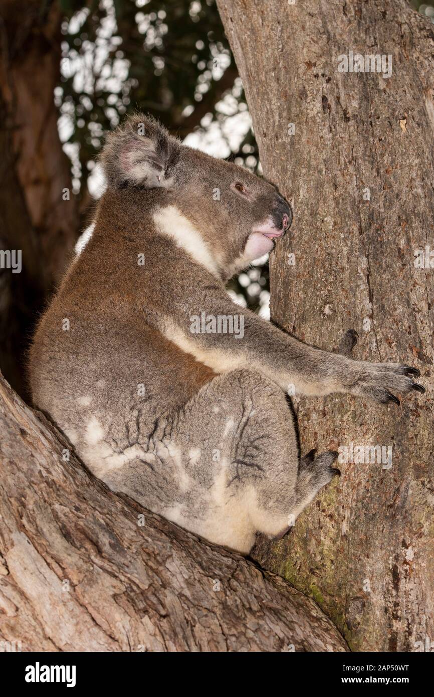 koala on a tree in kangaroo island australia before bush fire devastation Stock Photo