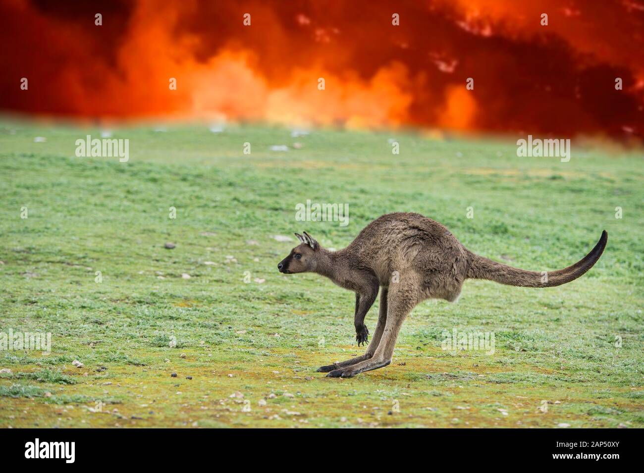 Kangaroo escaping from Australia bush fire devastation Stock Photo Alamy(02)