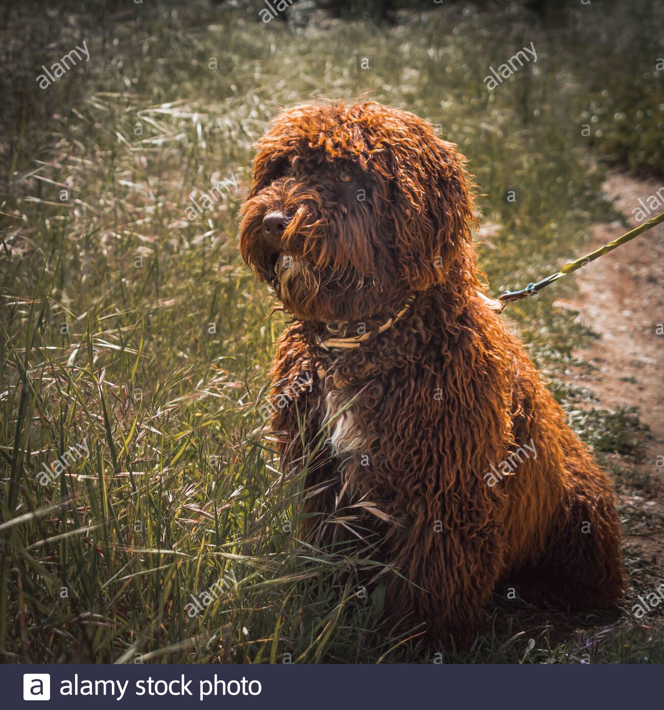 medium sized purebred dogs