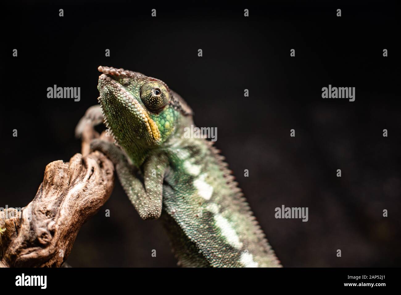 Green chameleon sitting branch rock black background dof sharp focus space for text macro reptile jungle aquarium home pet cute Stock Photo