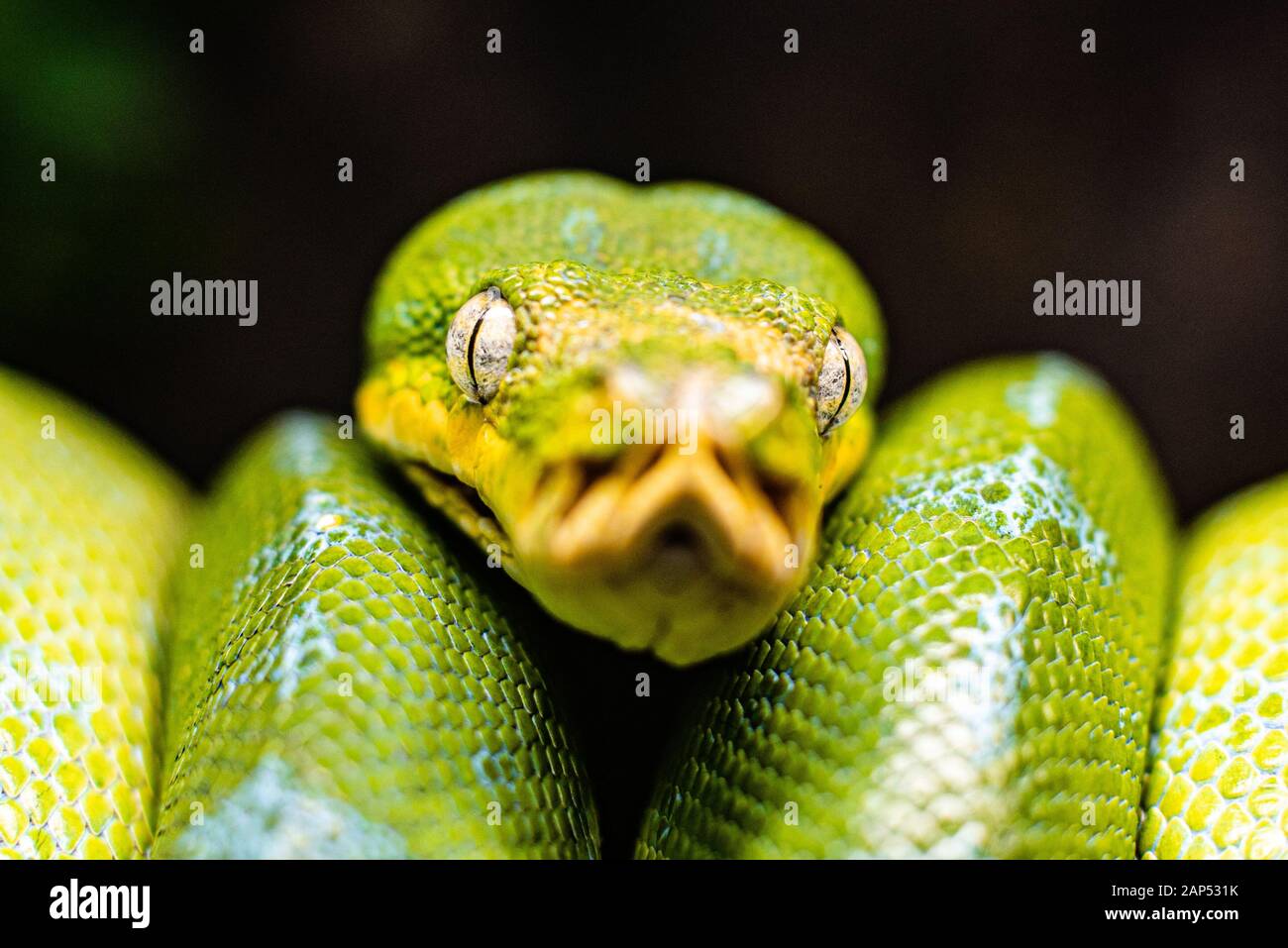 A Close Up View Of A Green Tree Python Slithering On A Tree