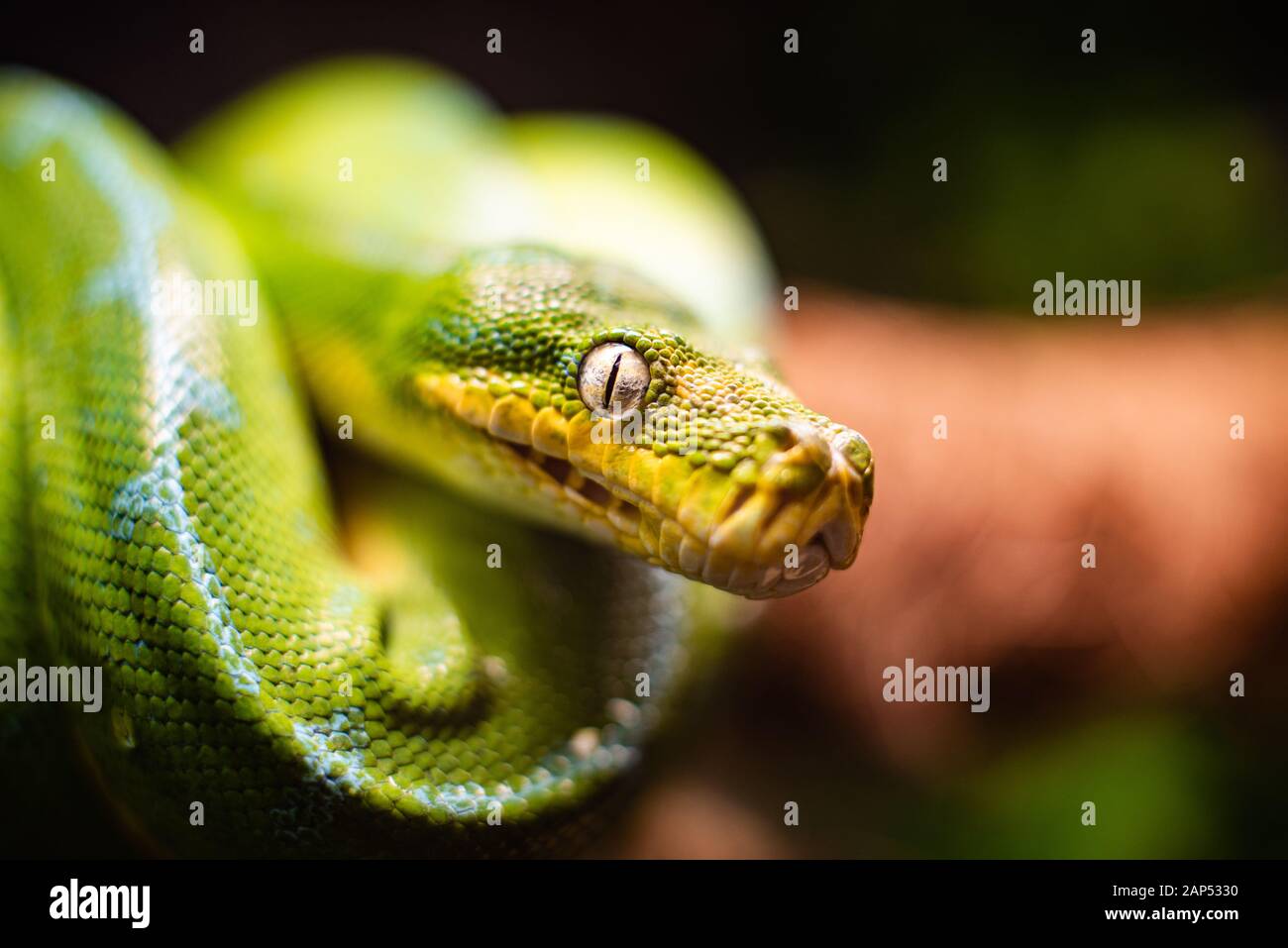 Green Tree Python Slithering Snake slithering up tree hi-res stock photography and images - Alamy