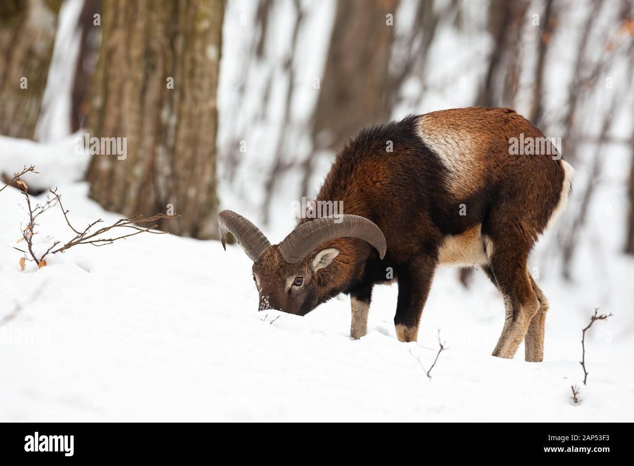 Mouflon ram feeding with head down in snow standing in forest in wintertime. Stock Photo