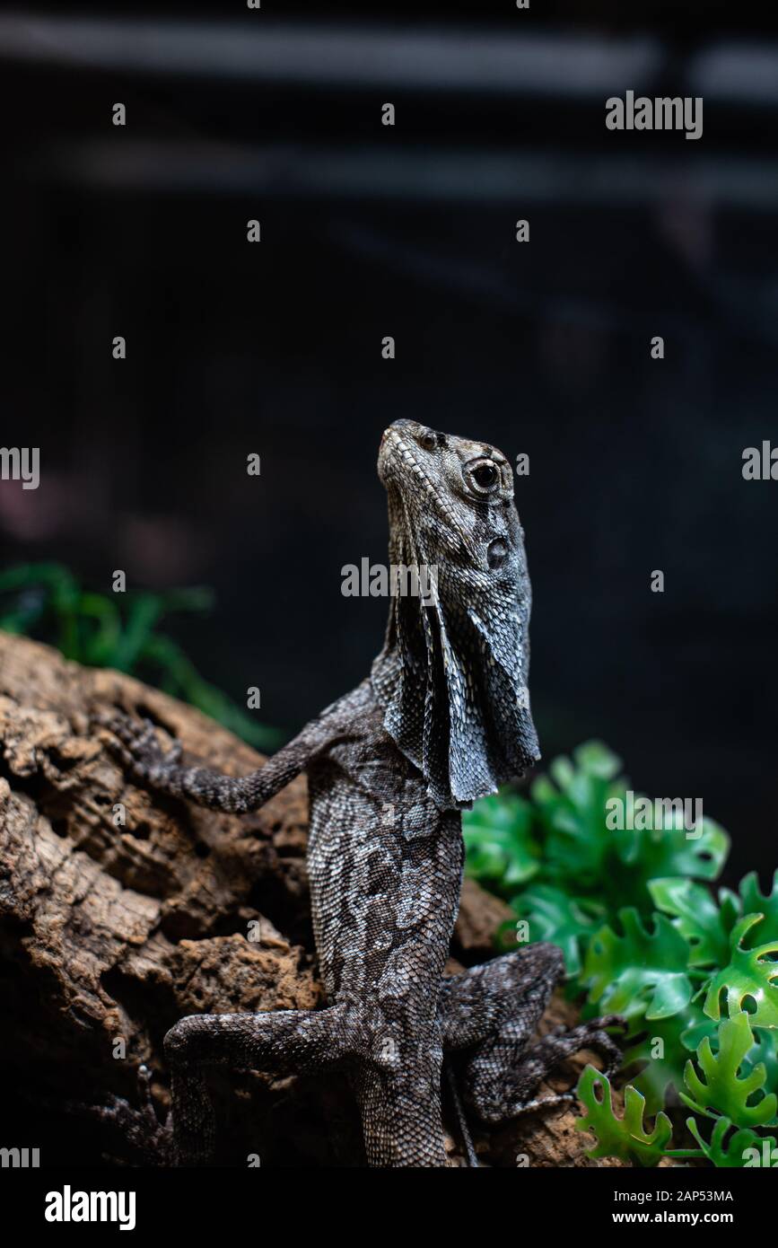 green lizard pet