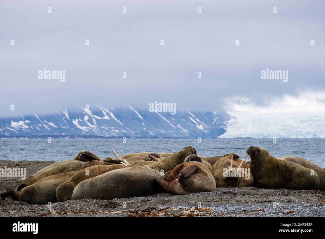 Group of Walruses (Odobenus rosmarus) adults hauled out to rest on dry land on Arctic coast in summer. Spitsbergen island Svalbard archipelago Norway Stock Photo
