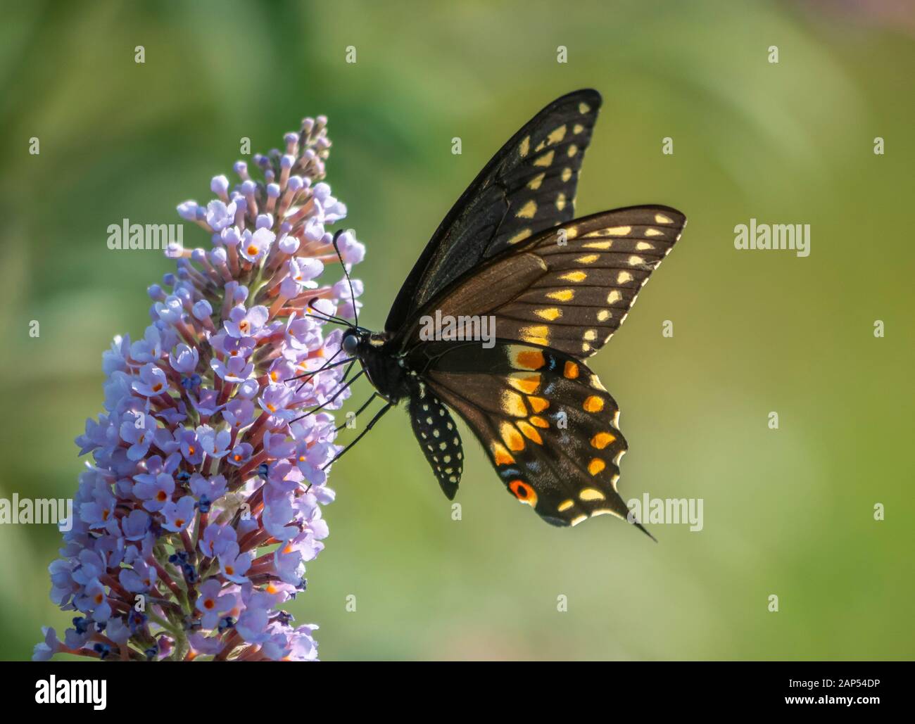 Papilio polyxenes, the eastern black swallowtail, American swallowtail or parsnip swallowtail Stock Photo