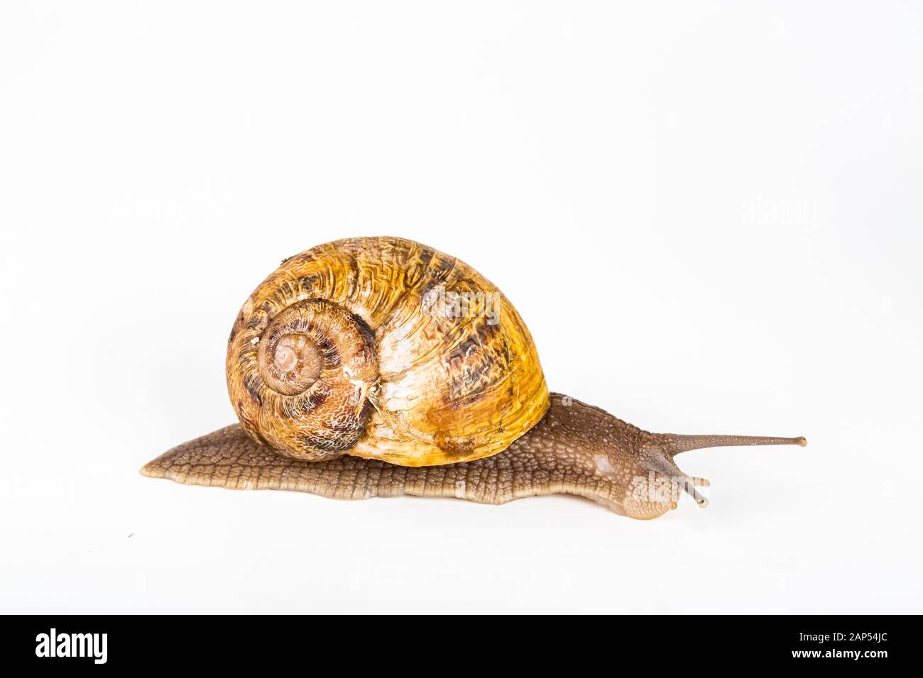 Brown snail on white background. To be used for background for fashion cosmetics and treatments made with snails slime. Stock Photo