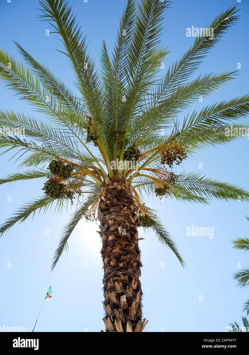 Palm tree, Arecaceae, against blue sky the city of Faro, Algarve, Portugal, Western Europe Stock Photo