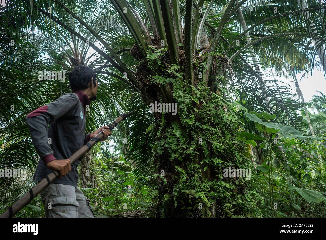 Palm Oil Malaysia Worker High Resolution Stock Photography And Images Alamy