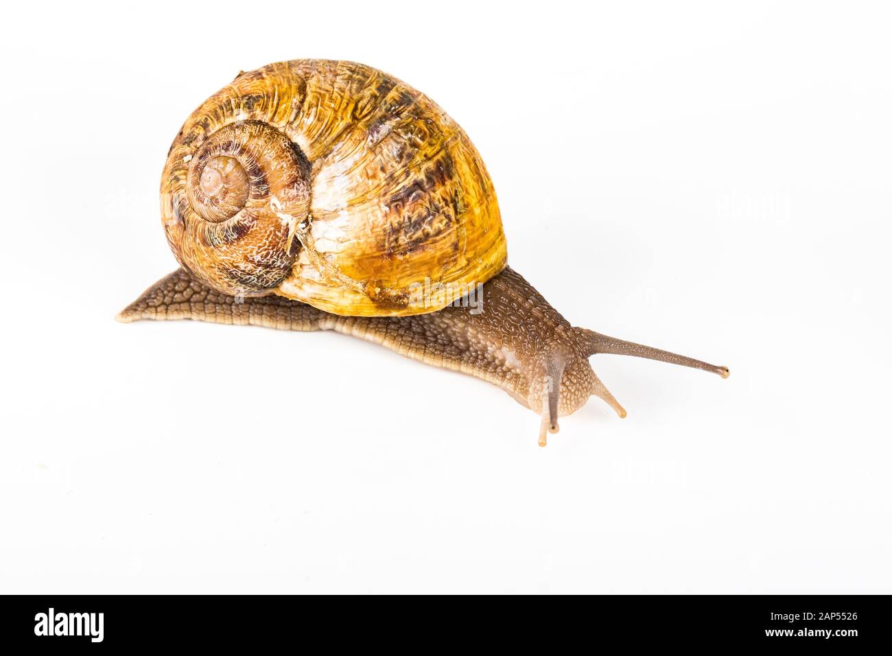 Brown snail on white background. To be used for background for fashion cosmetics and treatments made with snails slime. Stock Photo