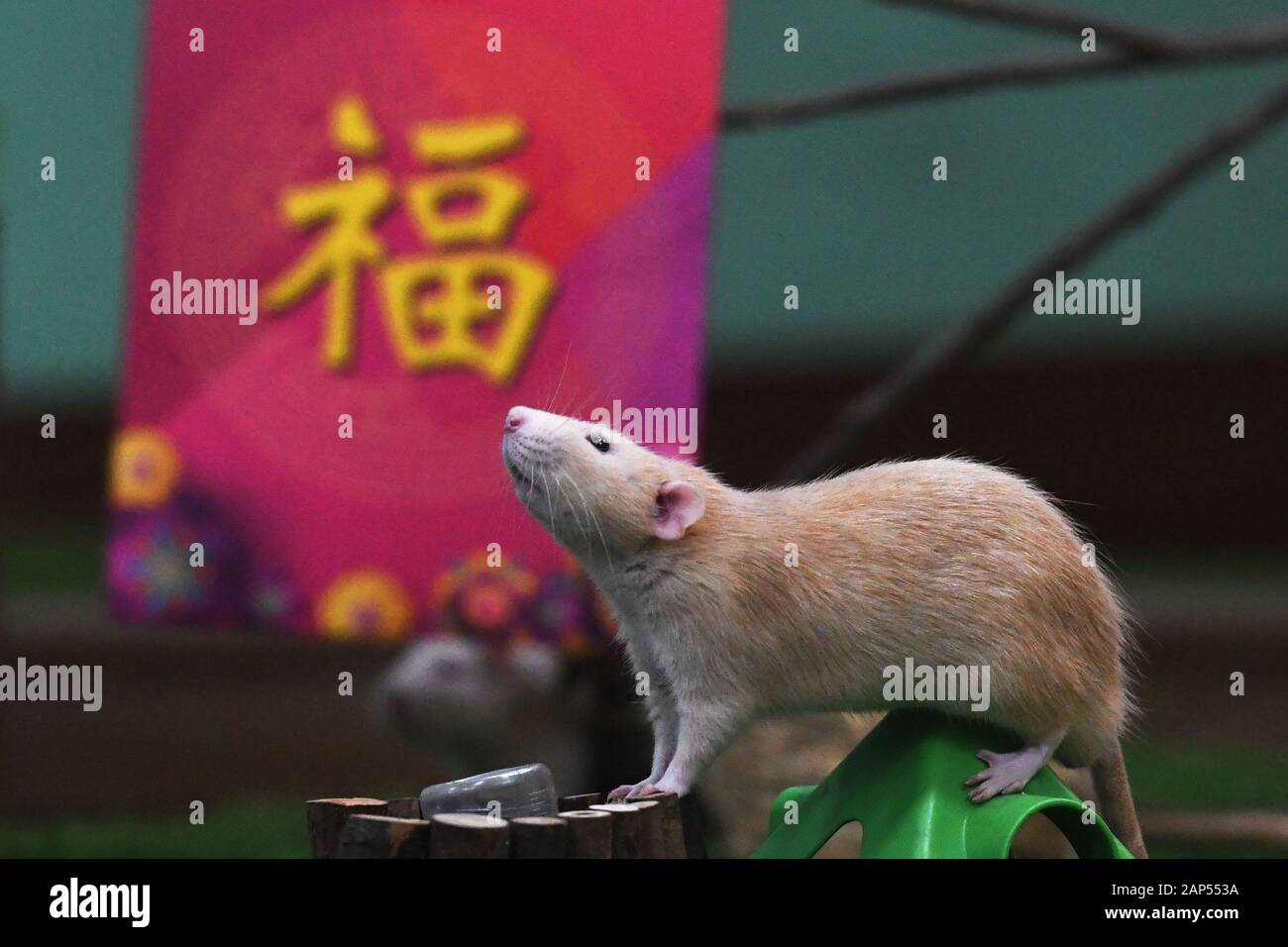 Singapore 21st Jan 2020 A Dumbo Rat Is Seen With The Chinese Character Fu Which Means Good Fortune During An Event To Welcome The Year Of The Rat In Singapore Zoo Of