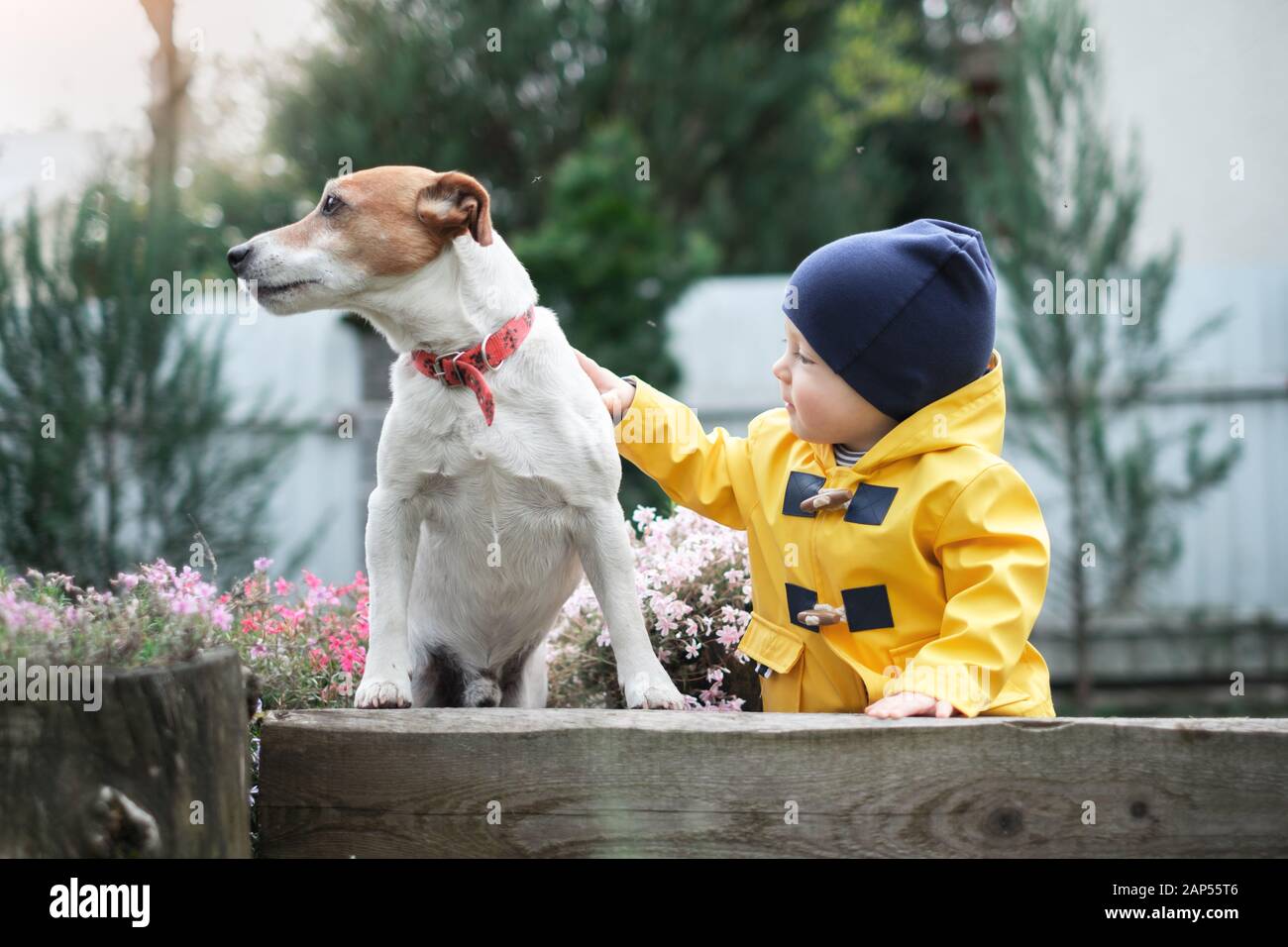 Small kid in yellow jacket with jack russel terrier puppy in spring garden Stock Photo