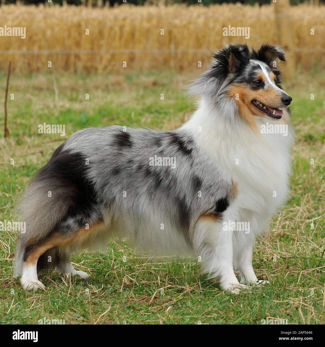 Merle Sheltie High Resolution Stock Photography And Images Alamy