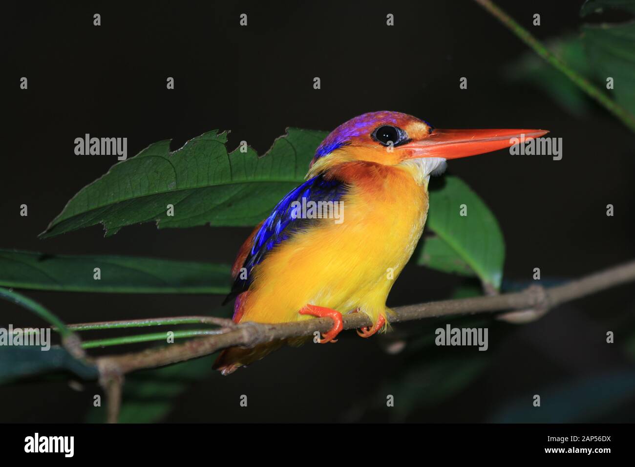 Oriental Dwarf Kingfisher (Ceyx erithaca) Stock Photo