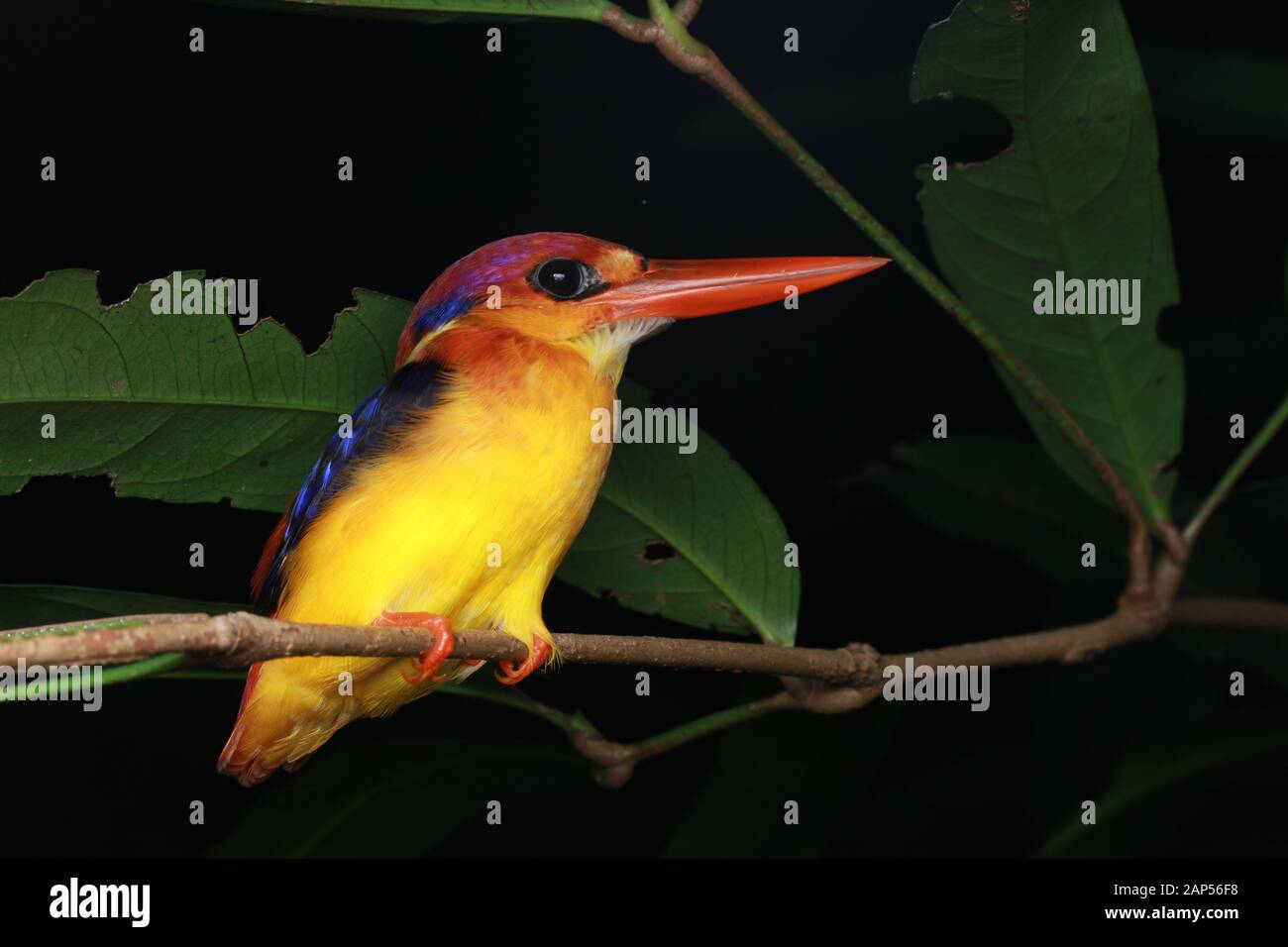 Kingfisher singapore hires stock photography and images Alamy