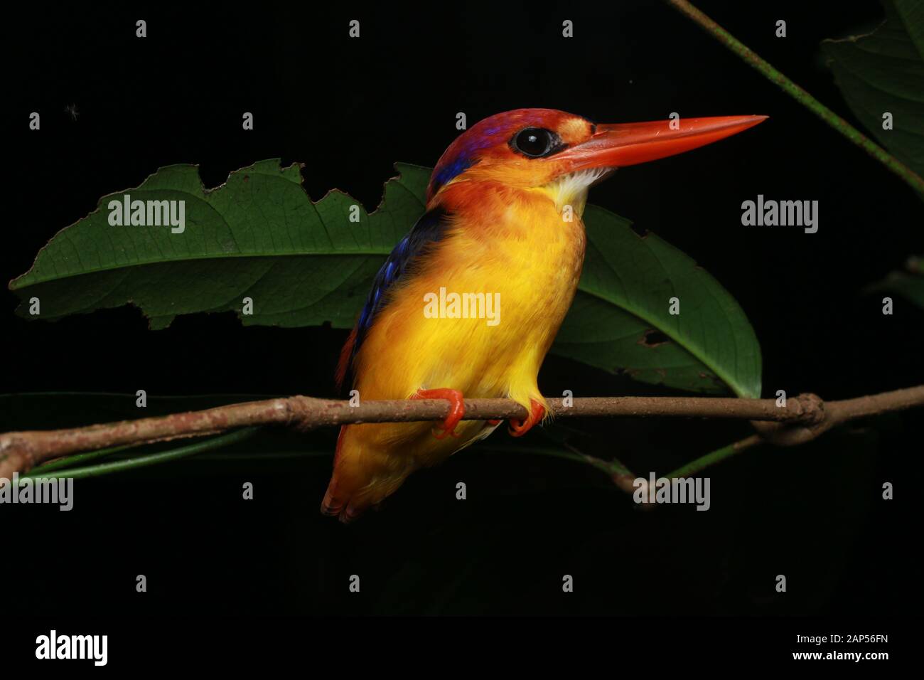 Oriental Dwarf Kingfisher (Ceyx erithaca) Stock Photo