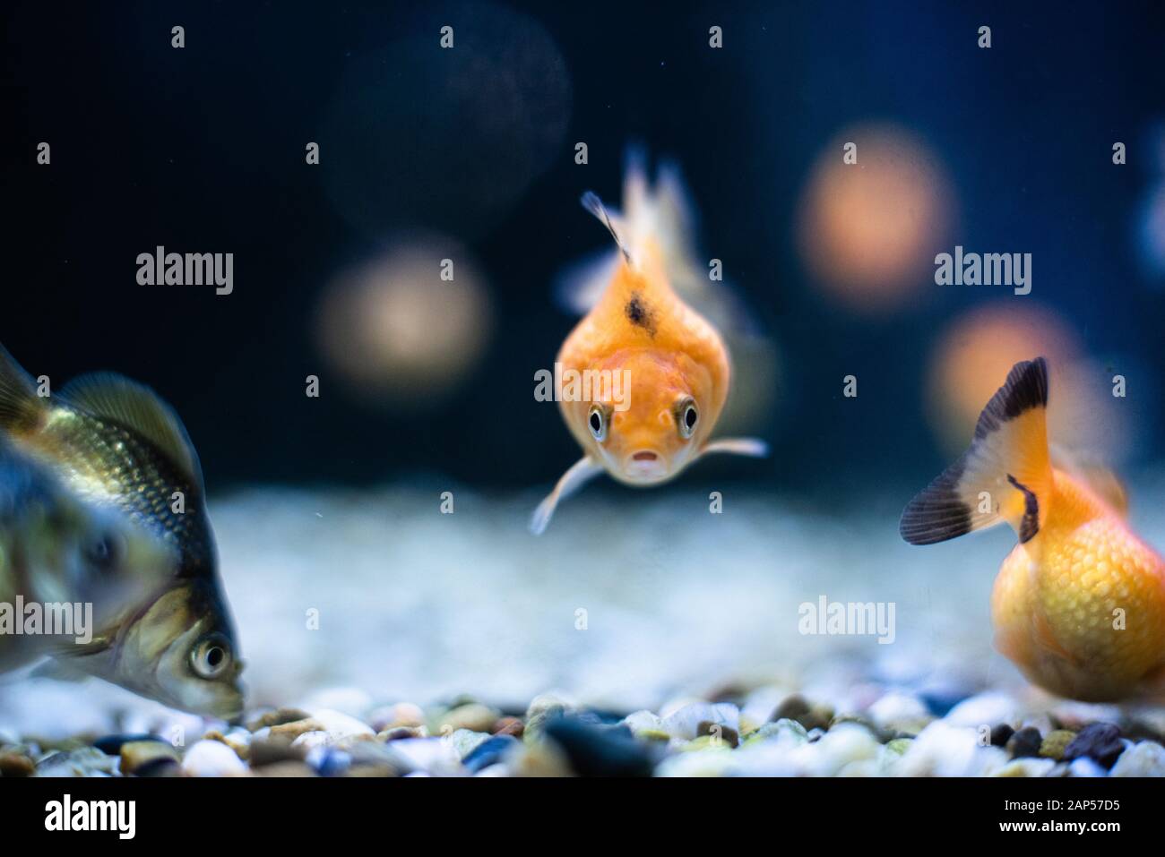 Picture of Gold fish bowl plants hi-res stock photography and images - Alamy
