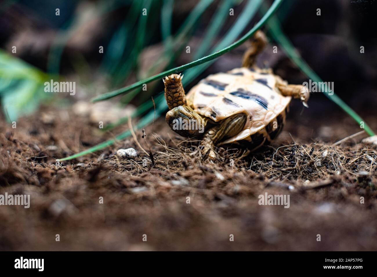 turtle turn over turtle on grass floor dramatic flip back struggle Stock Photo