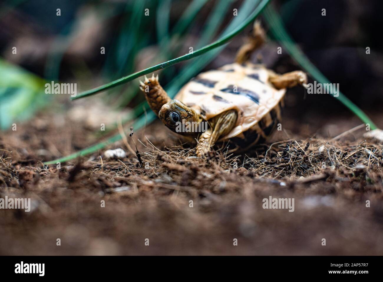 turtle turn over turtle on grass floor dramatic flip back struggle Stock Photo