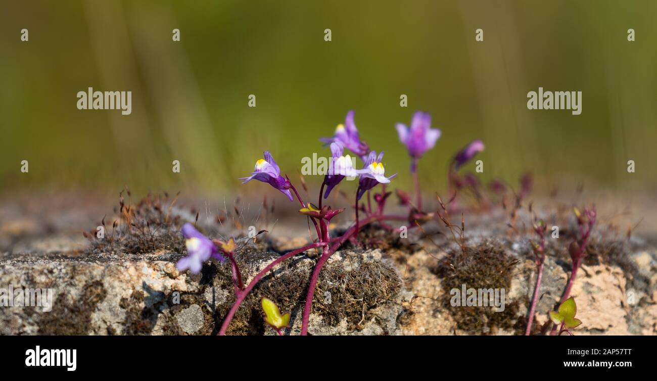 Delicate ivy leaved toadflax flowers growing over a stone wall against a soft focus background Stock Photo