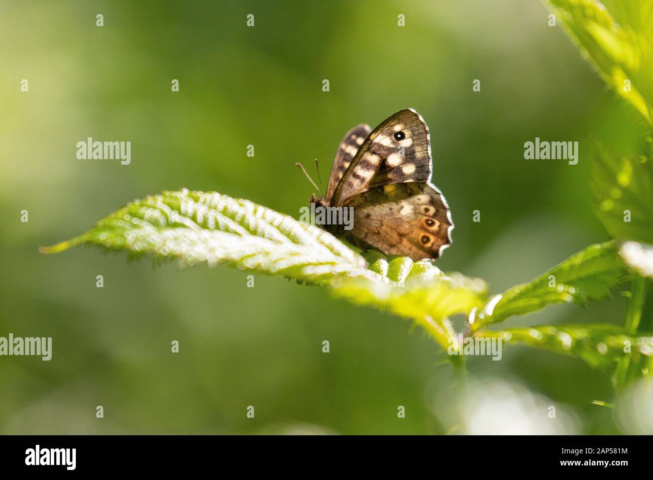 A speckled wood butterfly perched on a bramble leaf in bright sunlight Stock Photo