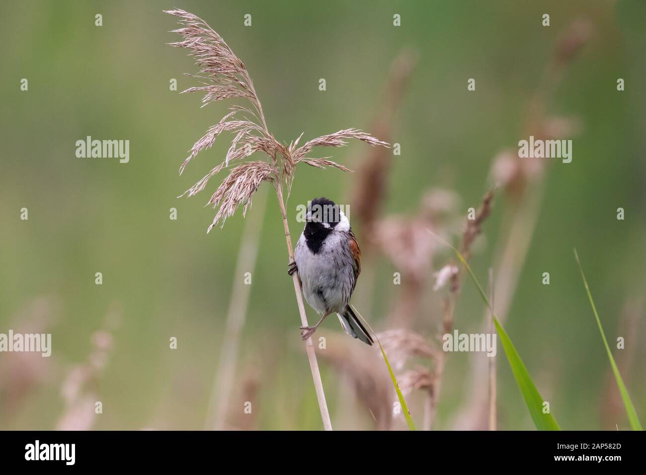 A reed bunting perched high on a common reed against a soft focus wetland background Stock Photo