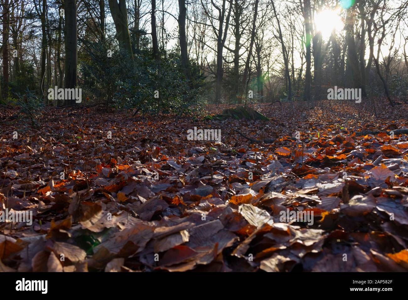 Wet brown fallen leaves in autumn in the park Stock Photo