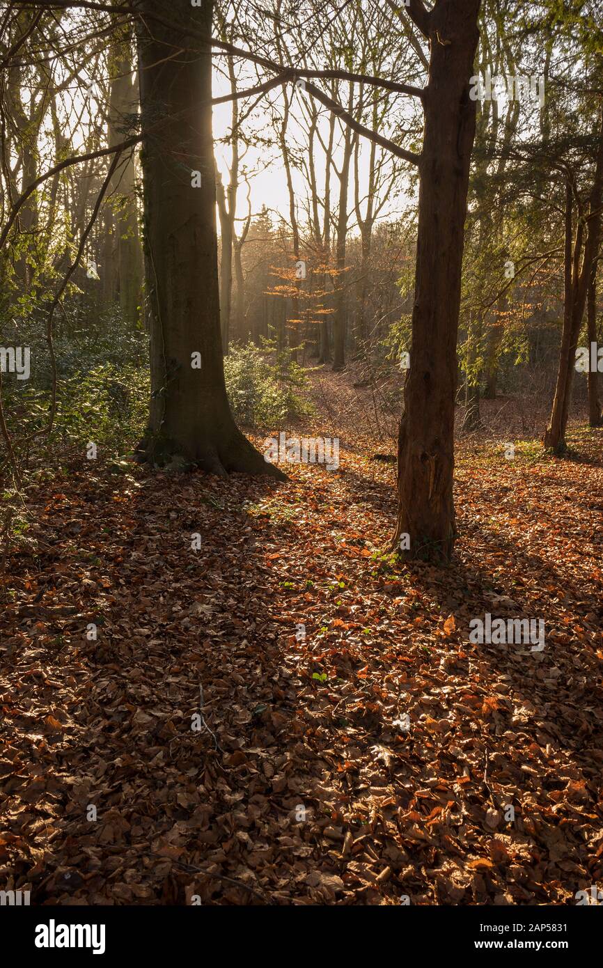 Wet brown fallen leaves in autumn under the trees Stock Photo