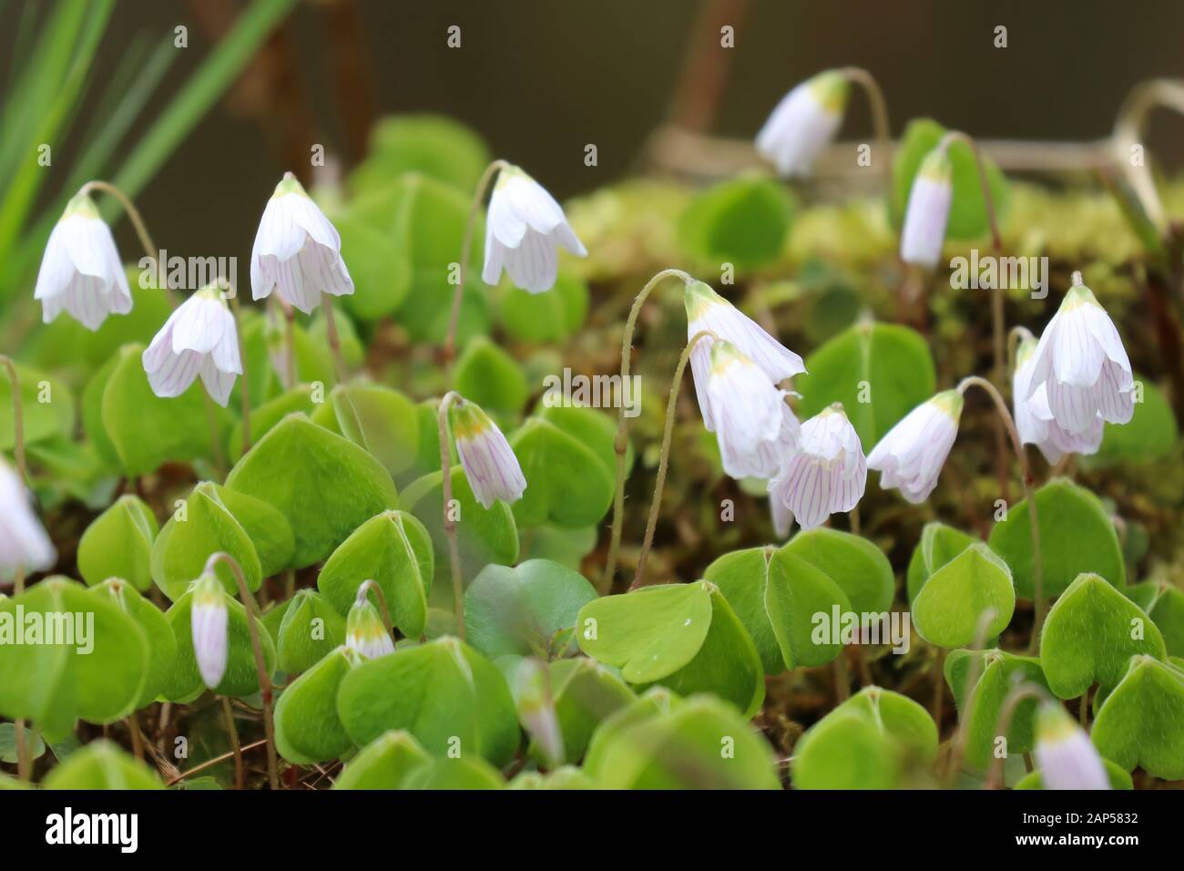 Wood sorrel with delicate white flowers soft focused into the background Stock Photo