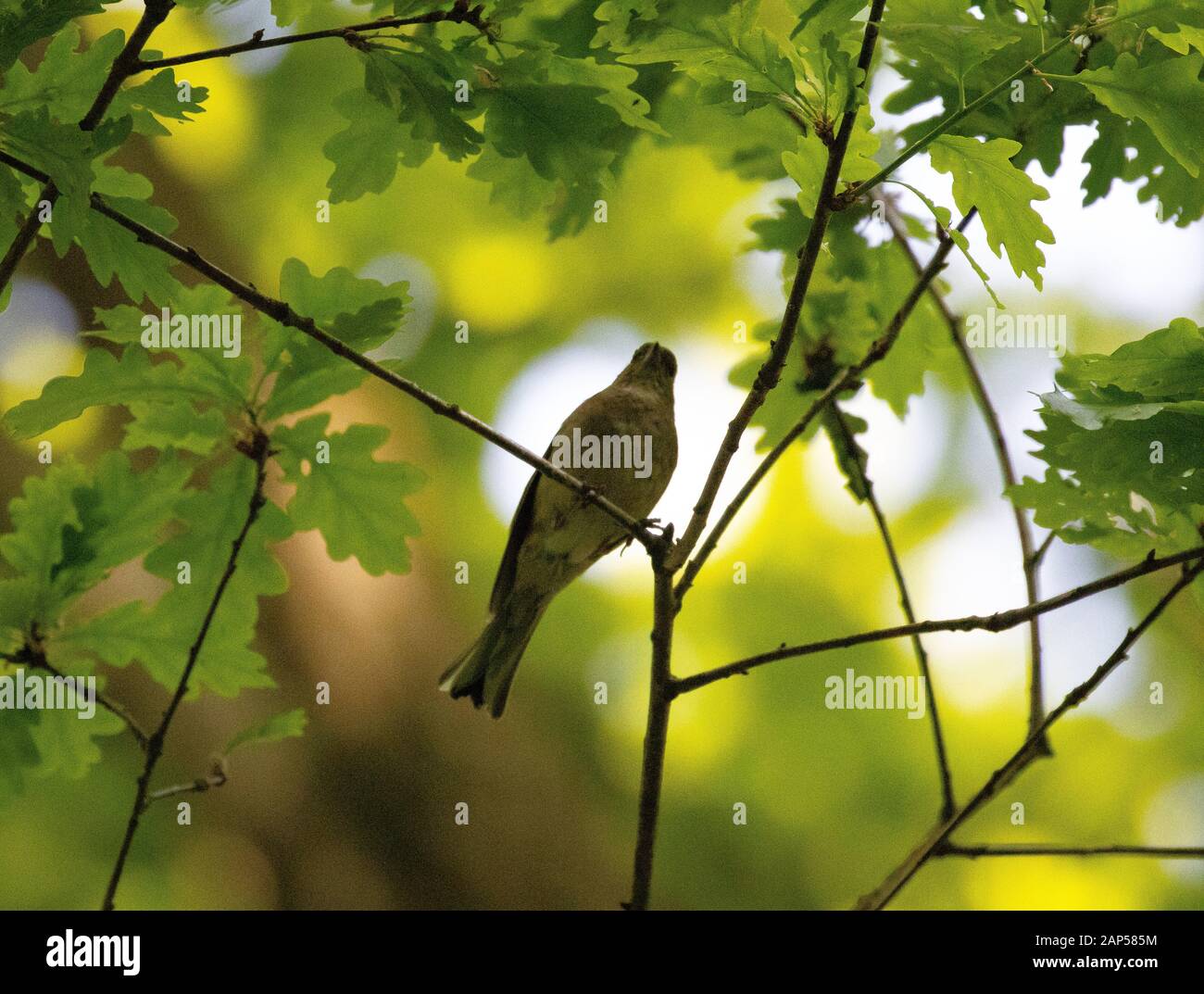 A bird perched high in a tree surrounded by oak leaves against a soft focus background of leaves and sunlight Stock Photo