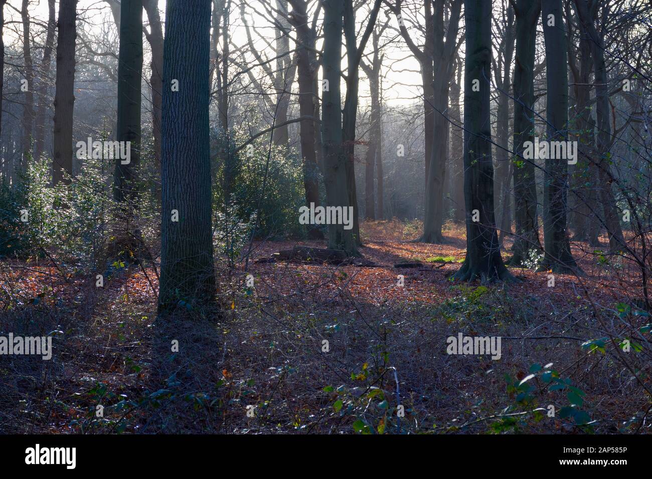 Wet brown fallen leaves in autumn under the trees in the park Stock Photo