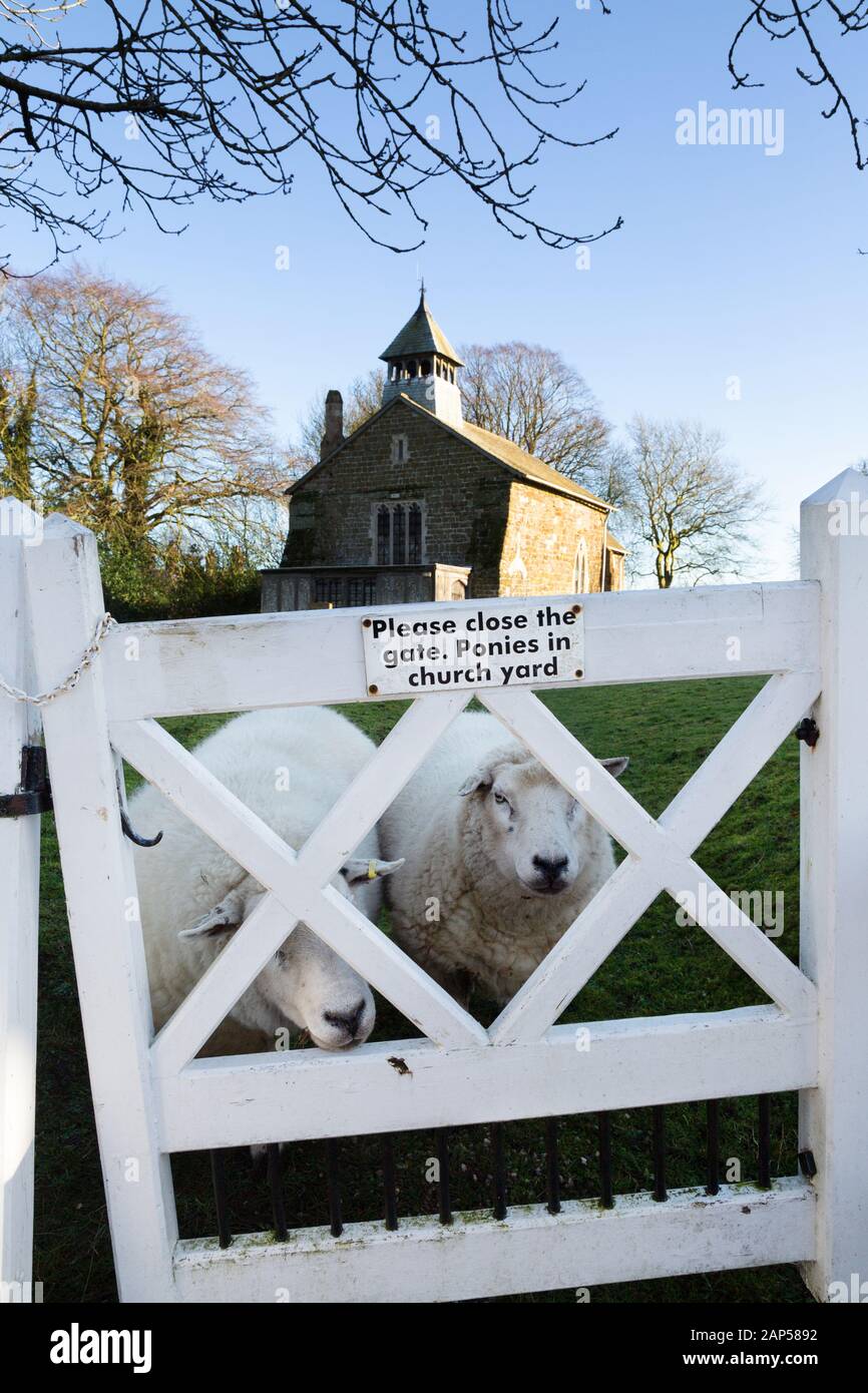 Old english churches; St Peters Church, Lusby Lincolnshire, an 11th century norman church with sheep grazing in the churchyard, Lusby, Lincolnshire UK Stock Photo