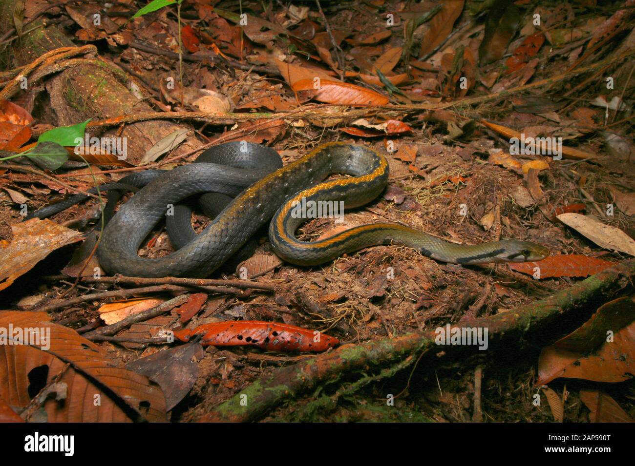 Malayan racer hi-res stock photography and images - Alamy