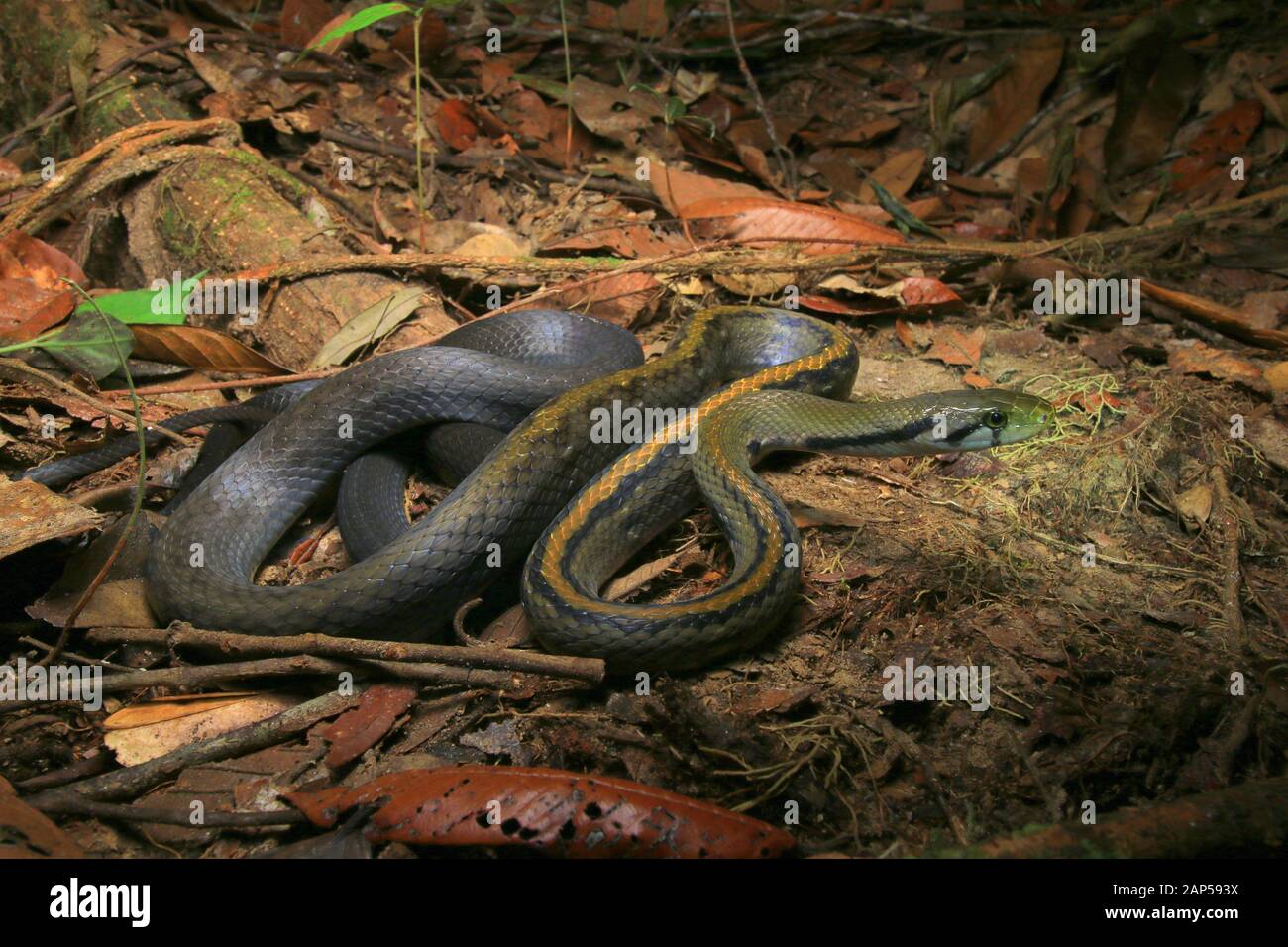 Black and yellow rat snakes hi-res stock photography and images - Alamy