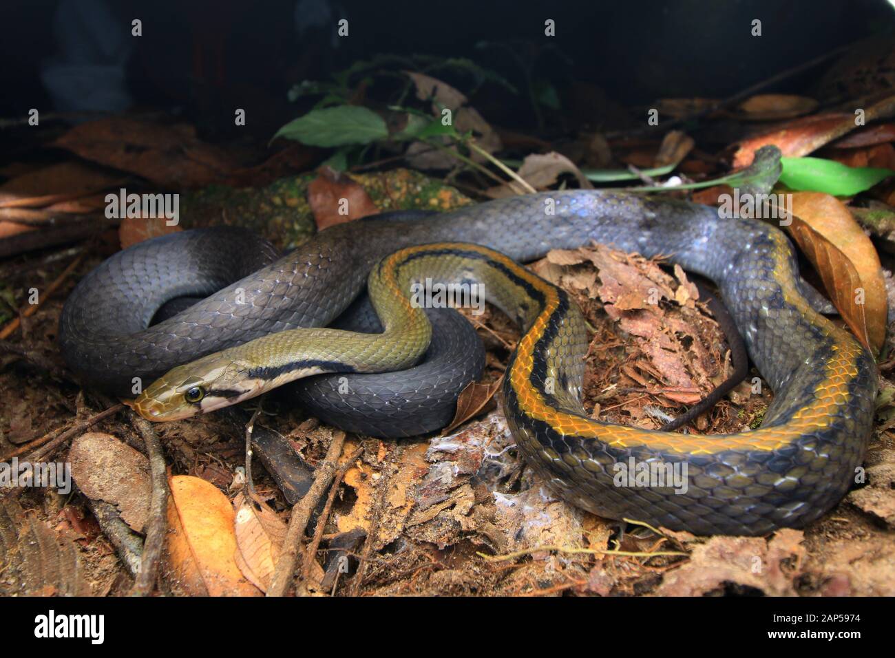 Racer Snake High Resolution Stock Photography and Images - Alamy