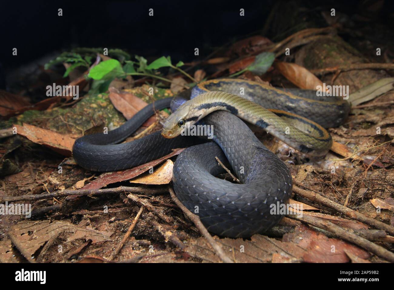 Malayan racer hi-res stock photography and images - Alamy