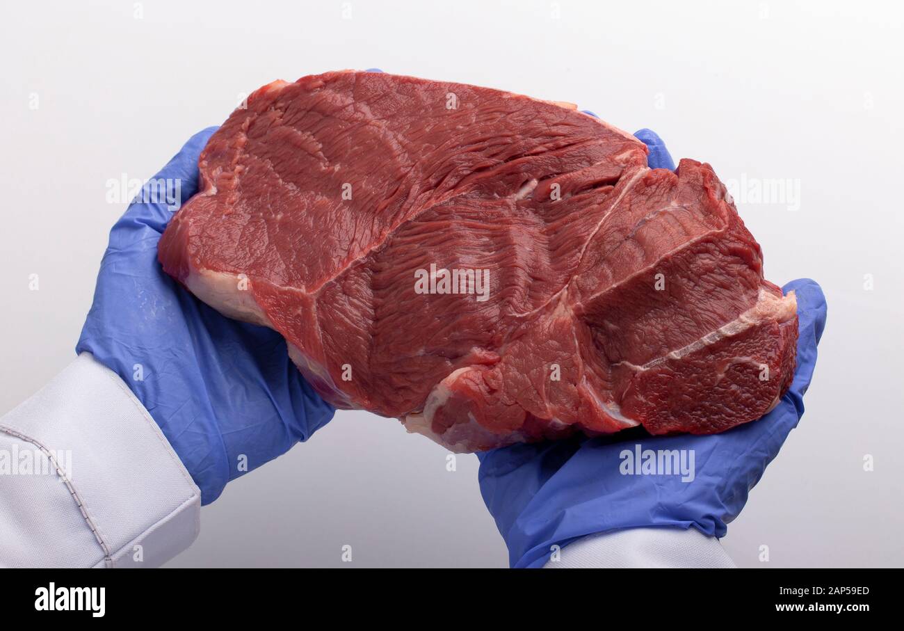 Lab worker in protective gloves holding piece of raw meat Stock Photo