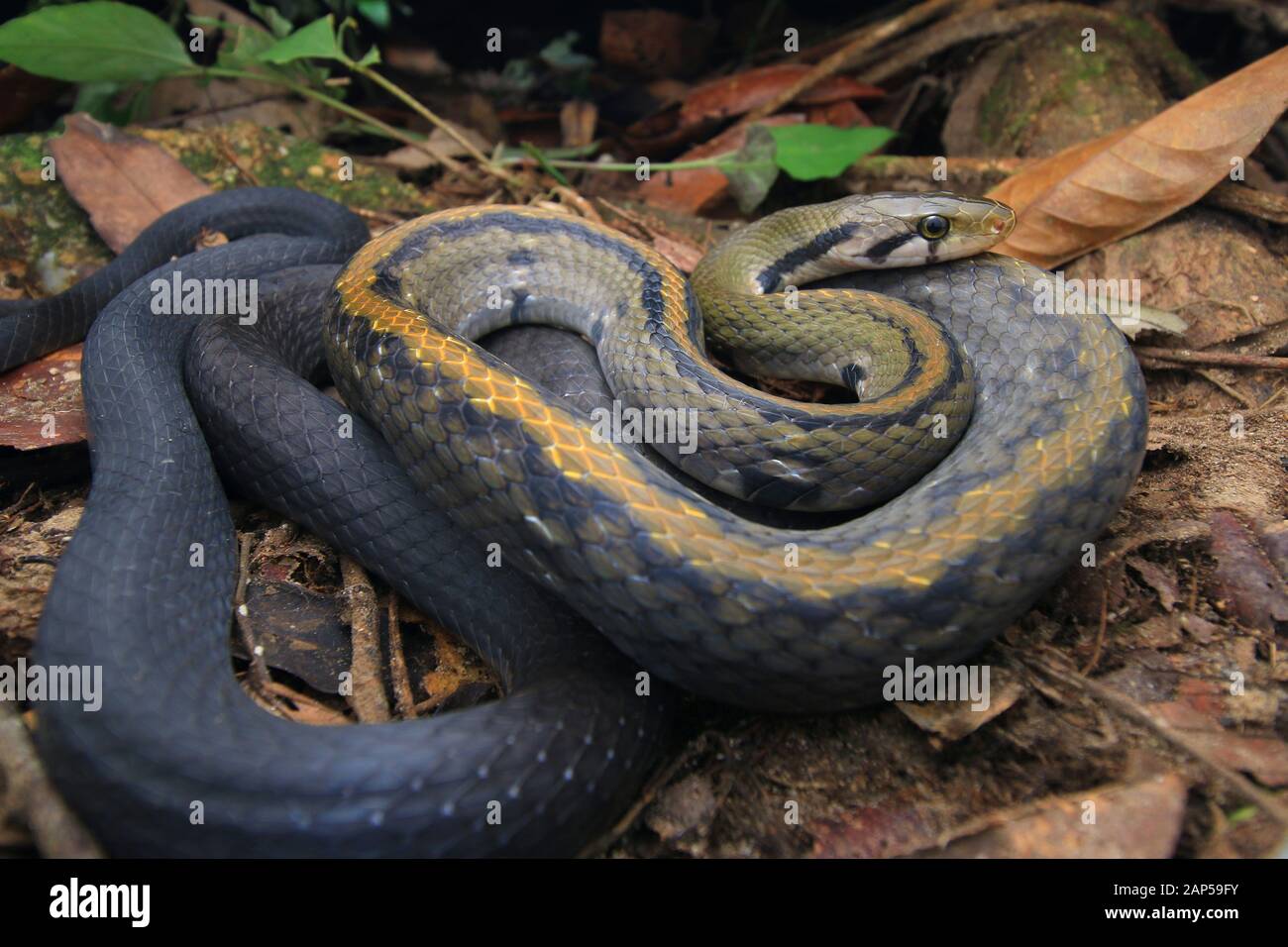 Black copper rat snake hi-res stock photography and images - Alamy