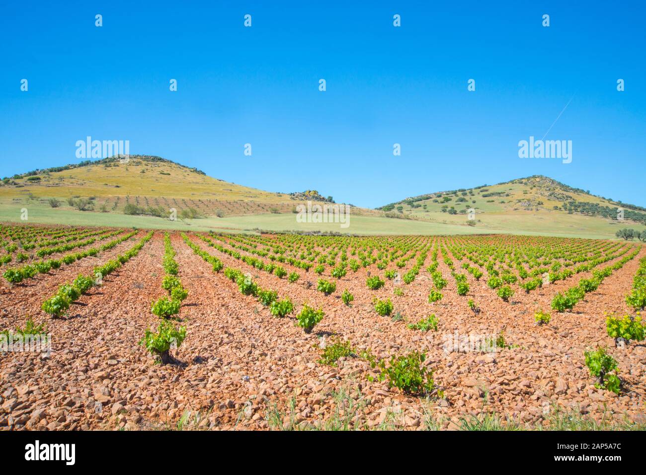 Vineyards. Fuente del Fresno, Ciudad Real province, Castilla La Mancha, Spain. Stock Photo