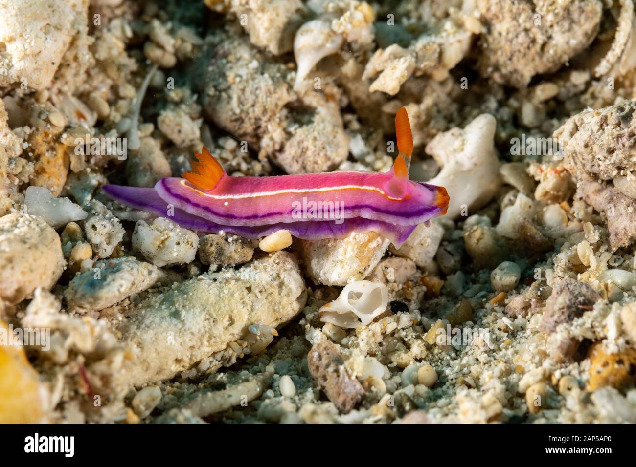 The most beautiful underwater snails of the Indian and Pacific Ocean