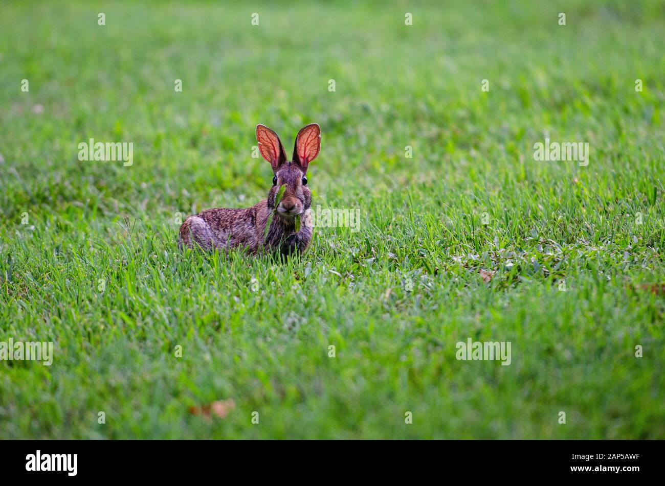 Eastern cottontail at Jetton Park (Charlotte, NC) June 2018 Stock Photo
