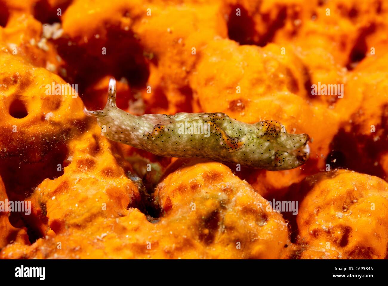 The most beautiful underwater snails of the Indian and Pacific Ocean