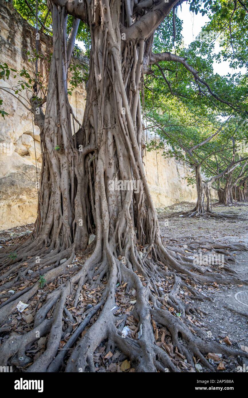 Banyan tree growing tall , Havana, Cuba Stock Photo Alamy