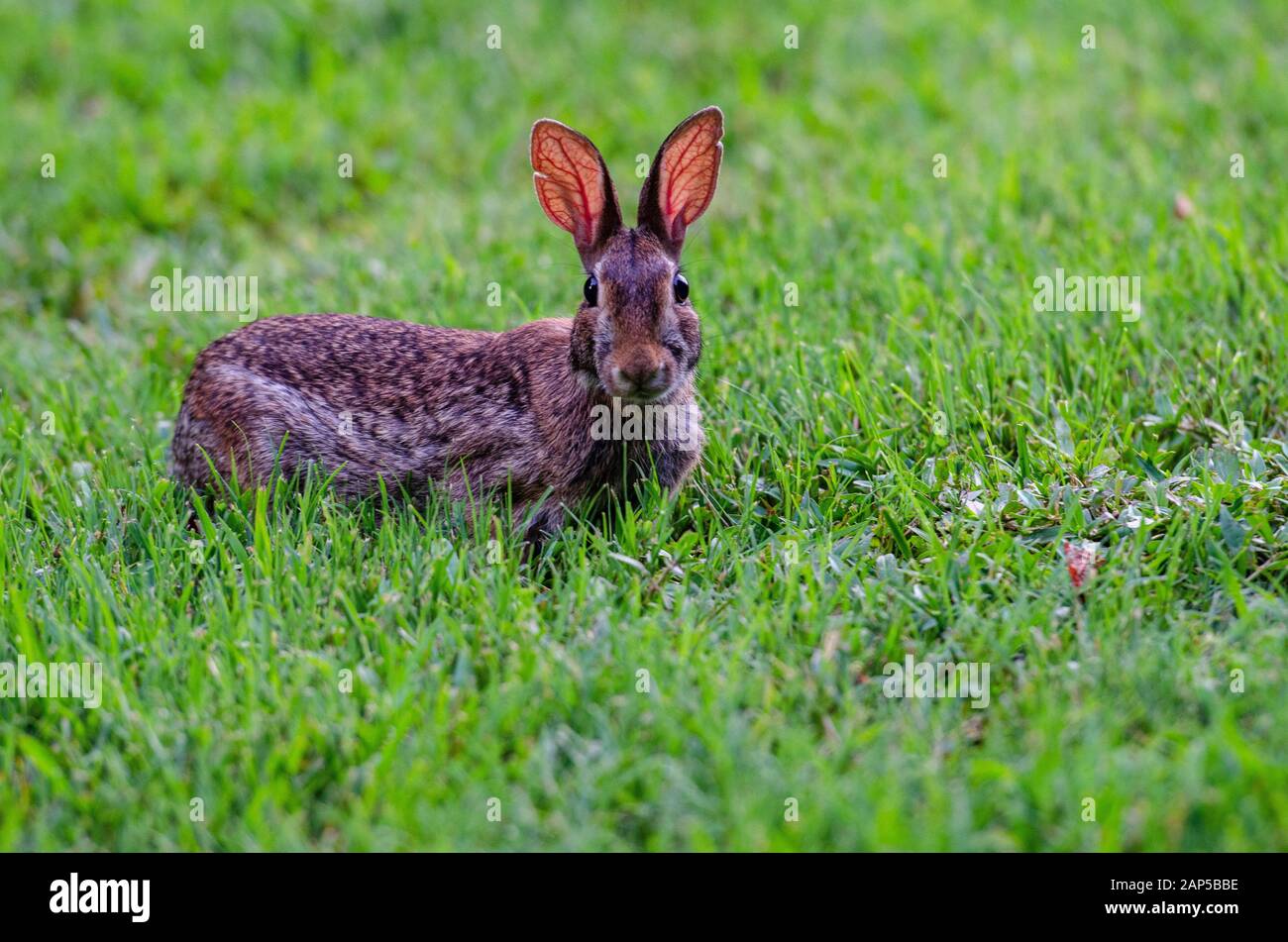 Eastern cottontail at Jetton Park (Charlotte, NC) June 2018 Stock Photo