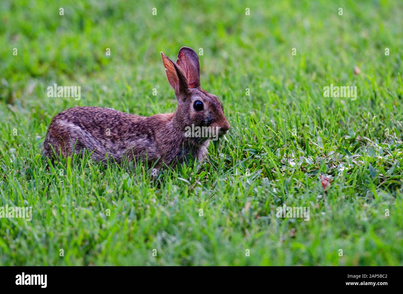 Eastern cottontail at Jetton Park (Charlotte, NC) June 2018 Stock Photo