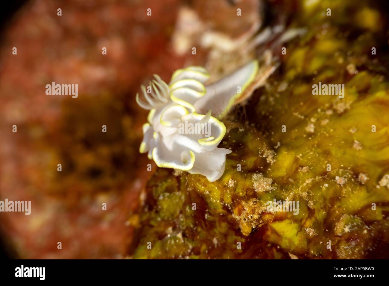 The most beautiful underwater snails of the Indian and Pacific Ocean
