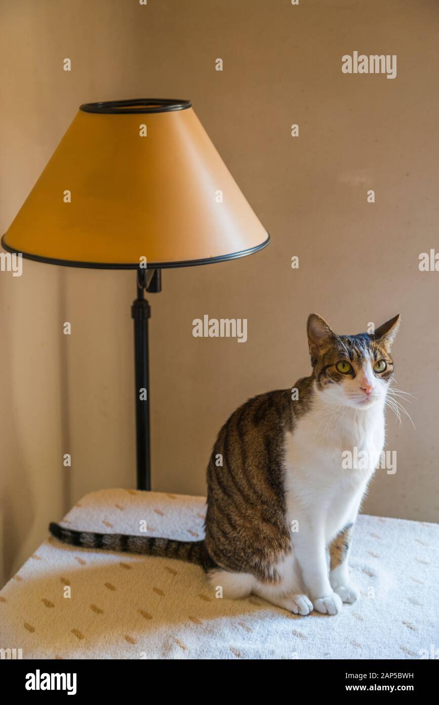 Tabby and white cat sitting at home. Stock Photo